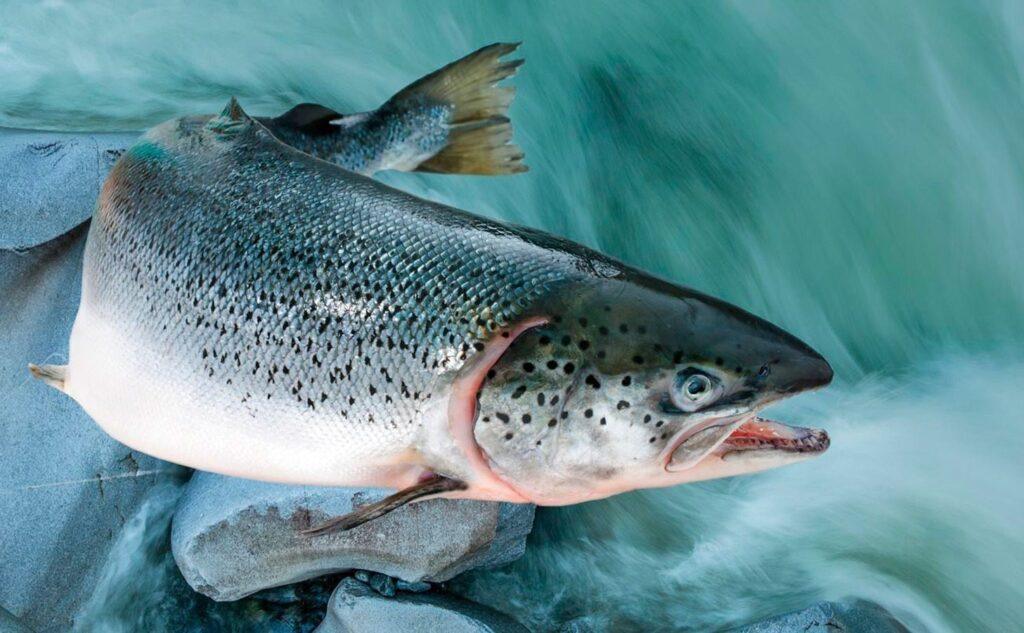 Searious-fish-leather